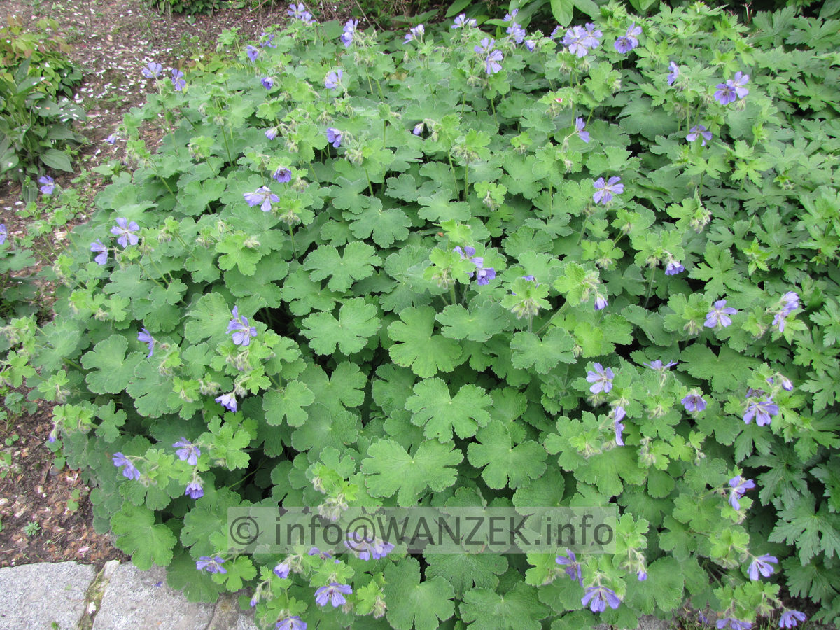 Geranium renardii Terre Franche.JPG